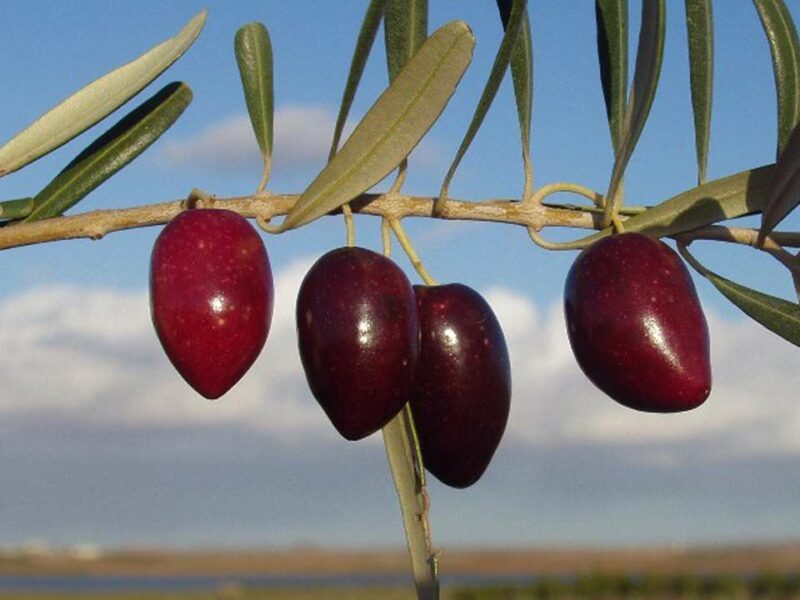 Aceite picual oliva virgen extra